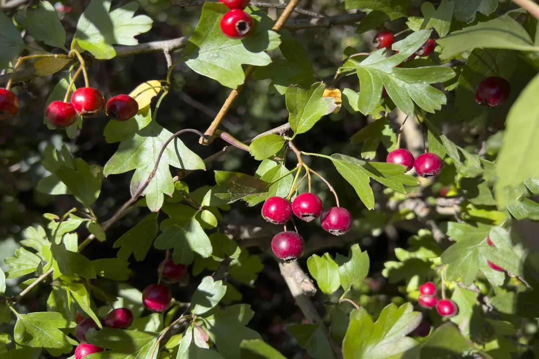 Health Benefits of Haws (fruit of Hawthorn), Antioxidant Profile