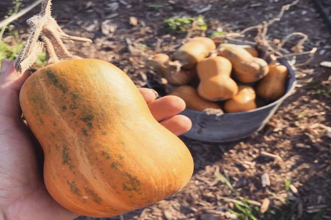 Health Benefits of Honey Bear Squash, Size Comparison