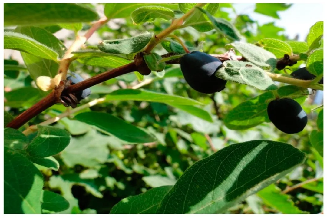 Health Benefits of Honeyberry, Health Effects