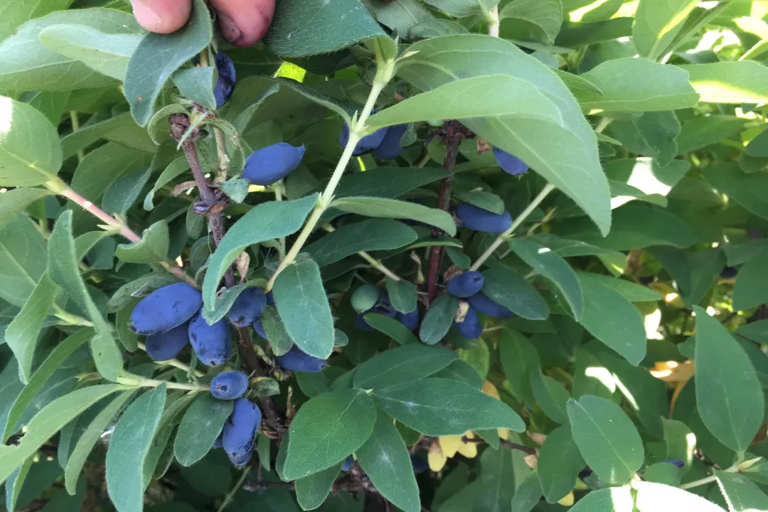 Health Benefits of Honeyberry, Culinary Use