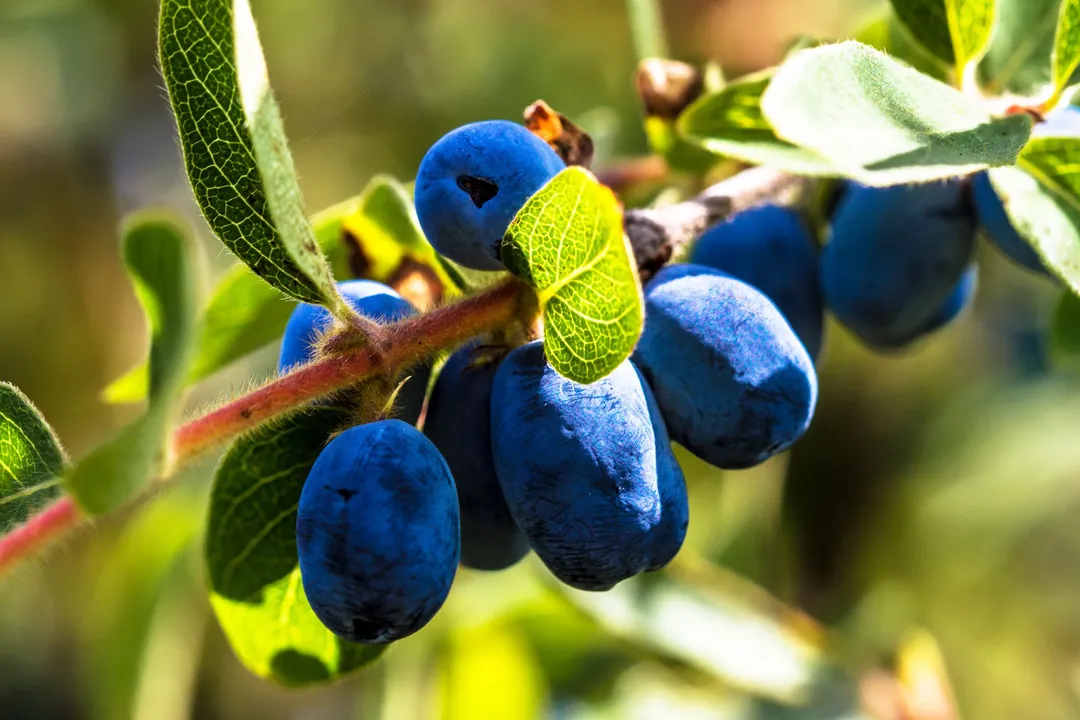 Health Benefits of Honeyberry, Nutrient Profile