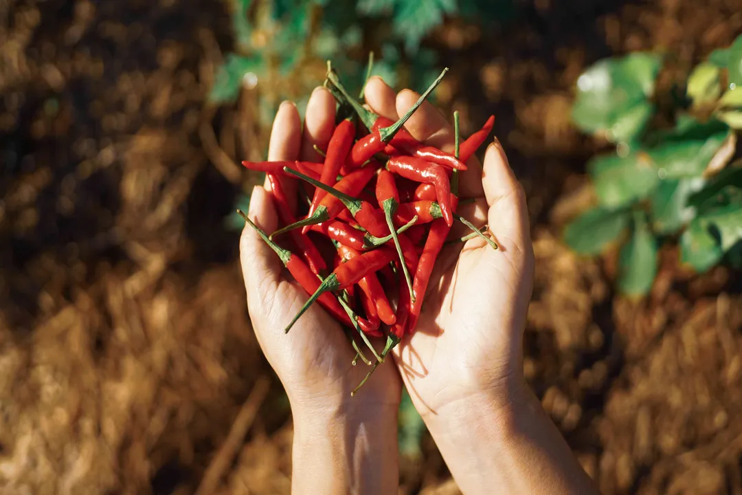 Health Benefits of Hot Pepper, Metabolic Boost