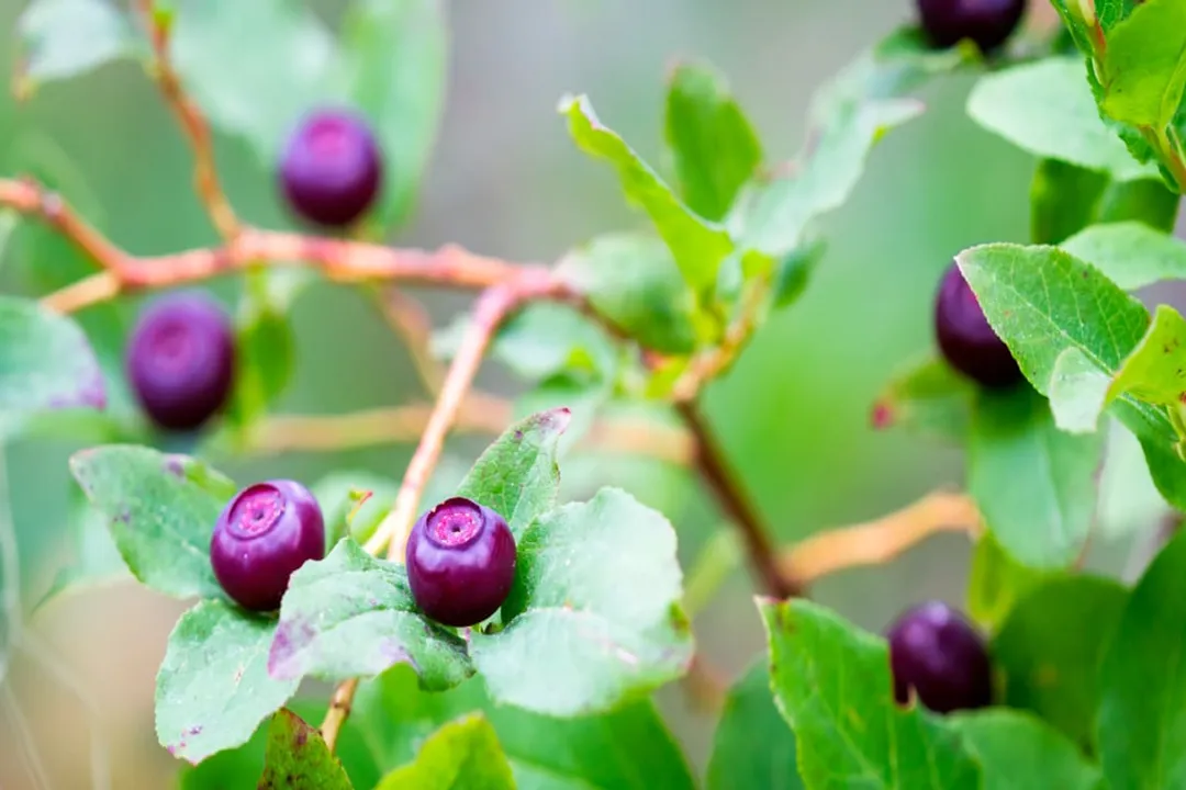 Regarding macronutrients, how does the dietary fiber content of huckleberries compare?