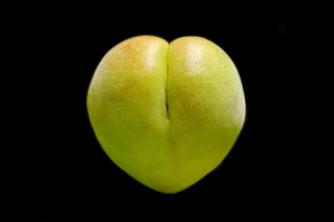 Health Benefits of Japanese plum, Digestive Aid