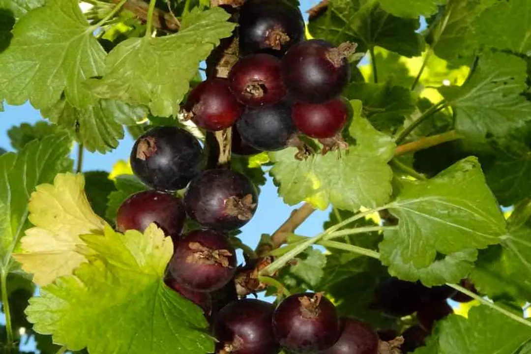 Health Benefits of Jostaberry, Hybrid Origins