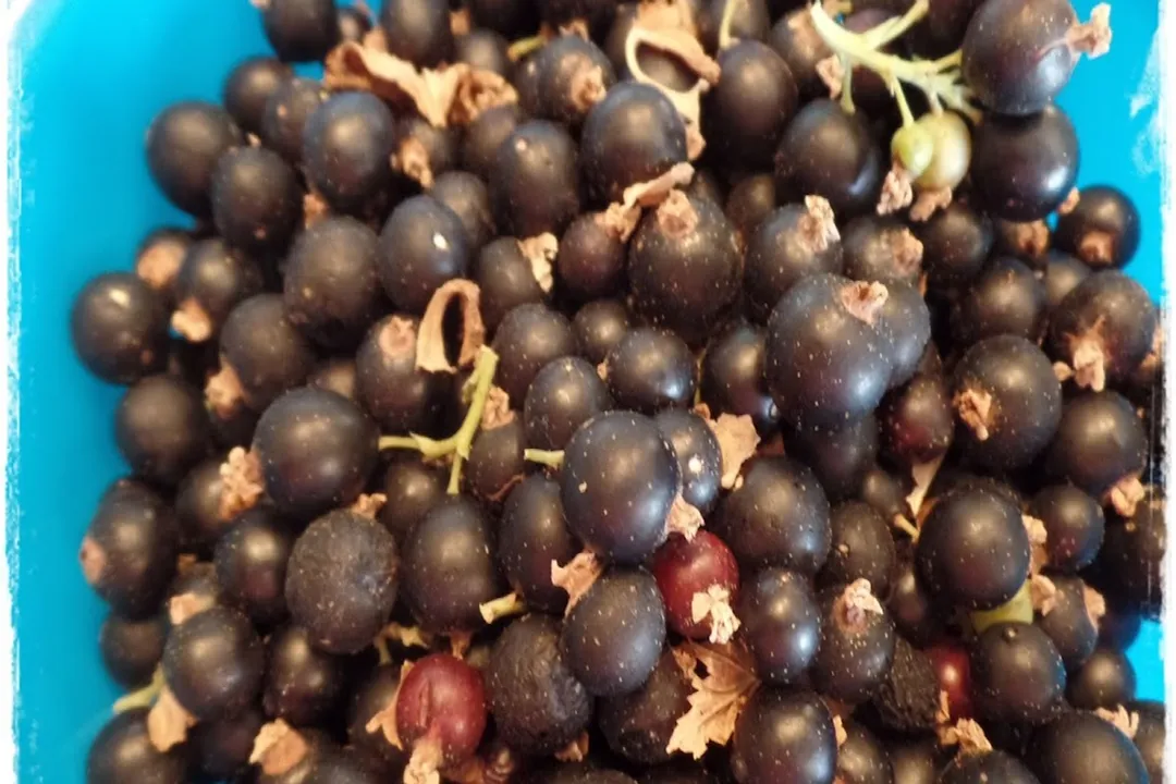 Health Benefits of Jostaberry, Wellness Factors