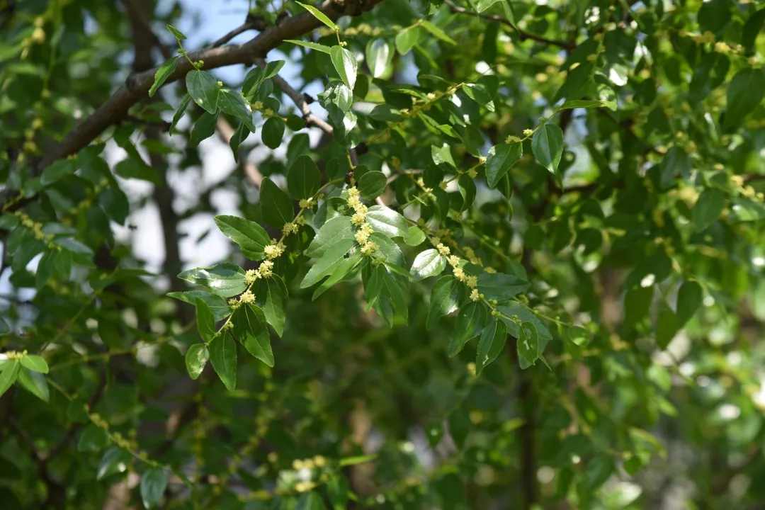 Health Benefits of Jujube, Calming the Mind
