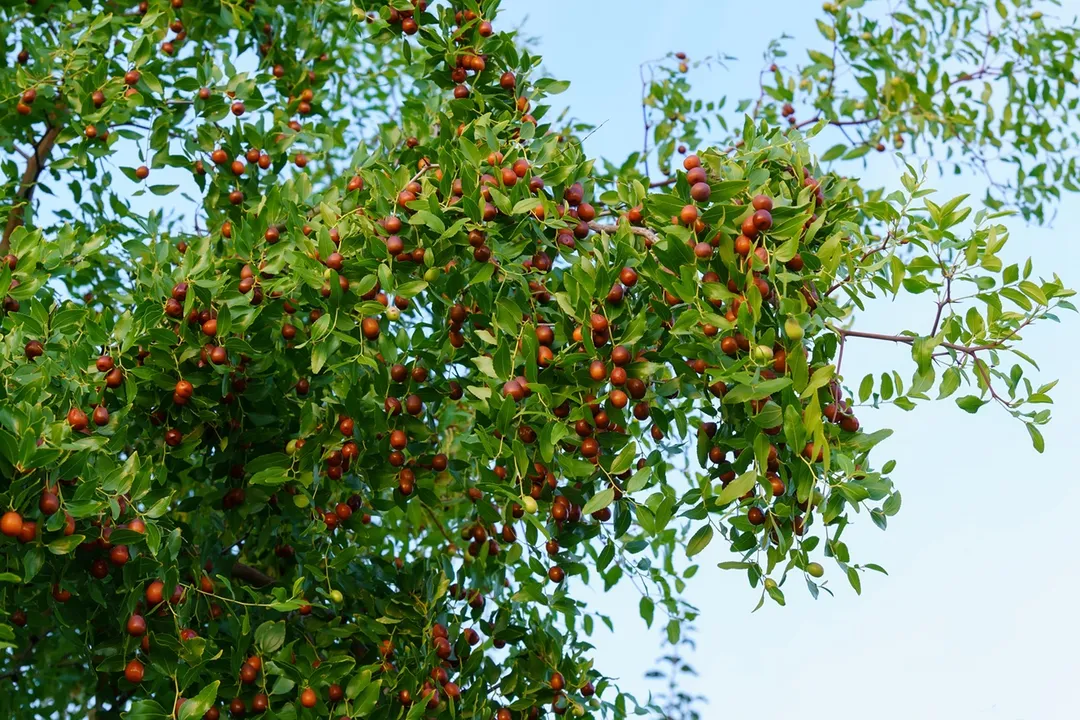Health Benefits of Jujube