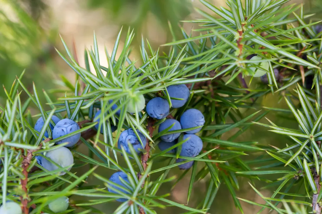 Health Benefits of Juniper berry, Chemical Makeup