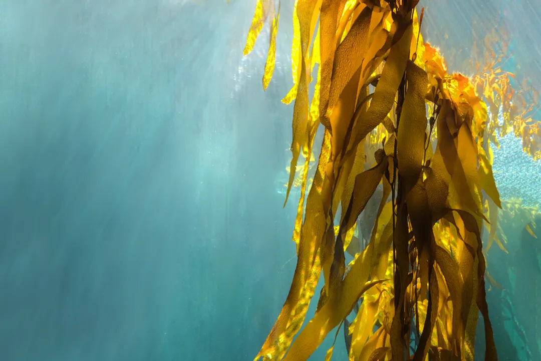 Health Benefits of Kelp