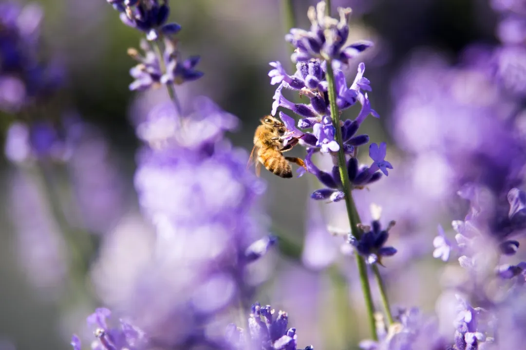 Health Benefits of Lavender, Mental Calm