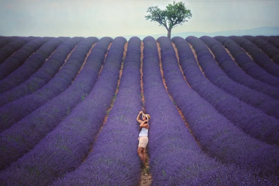 Health Benefits of Lavender