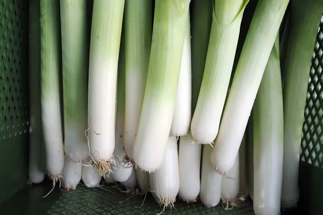 Health Benefits of Leek