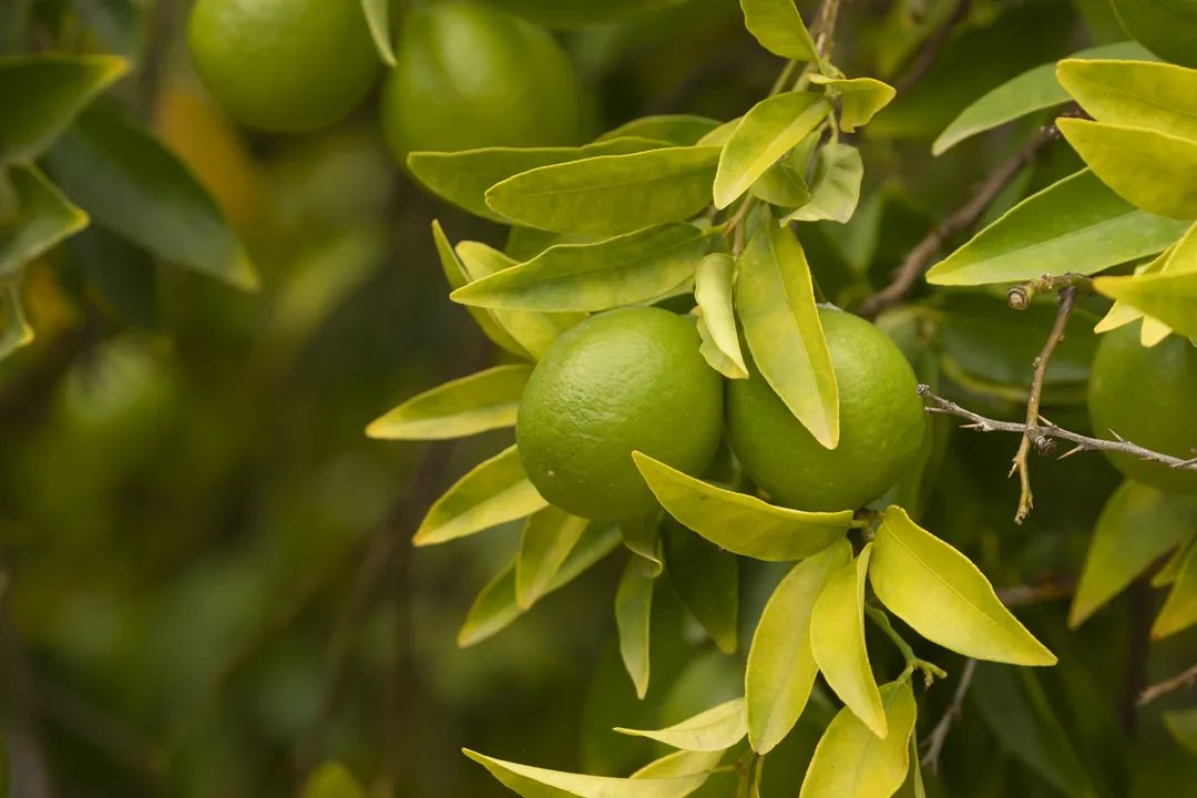 Health Benefits of Lime, Digestive Aid