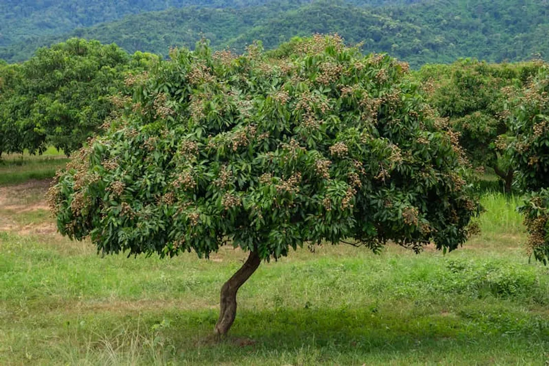 Health Benefits of Longan, Body Defenses