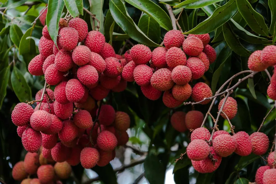 Health Benefits of Lychee