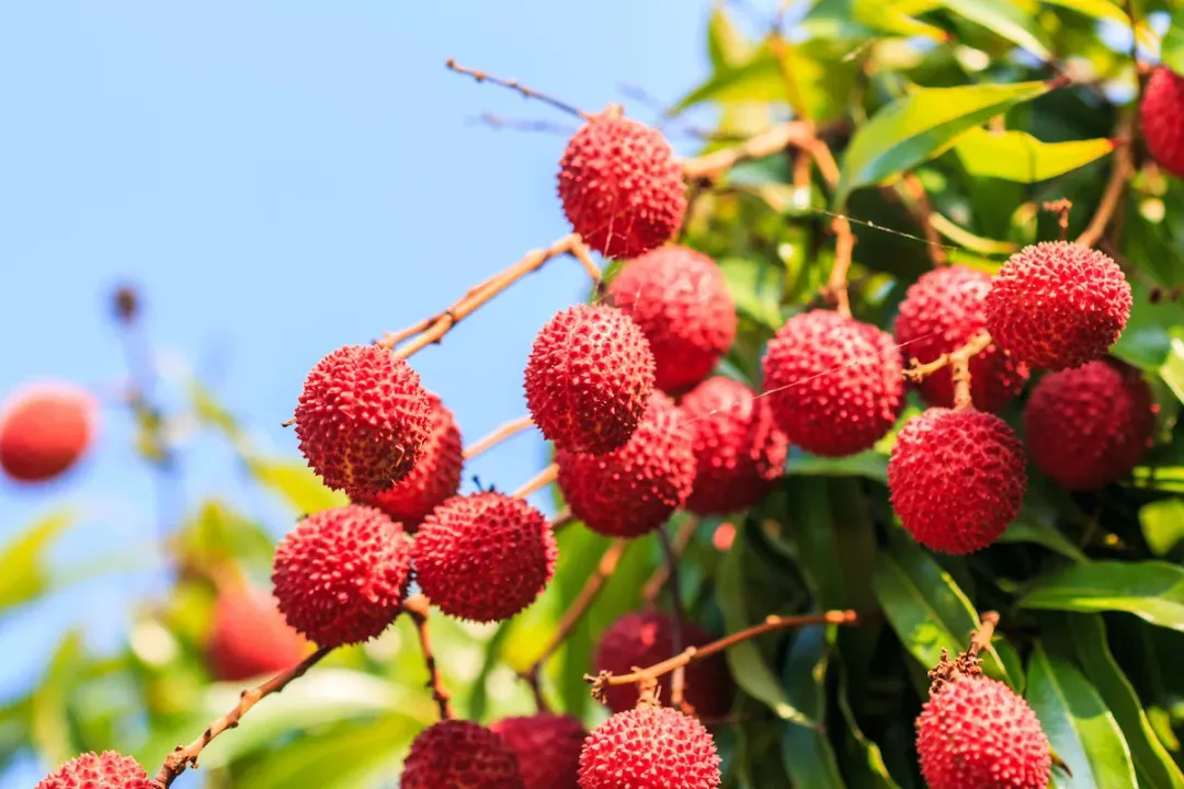 Health Benefits of Lychee, Potent Antioxidants