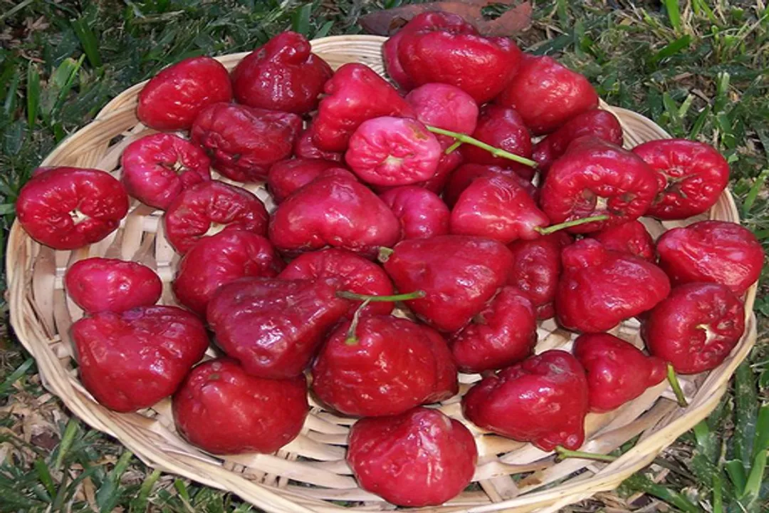 Health Benefits of Macopa (Wax Apple)