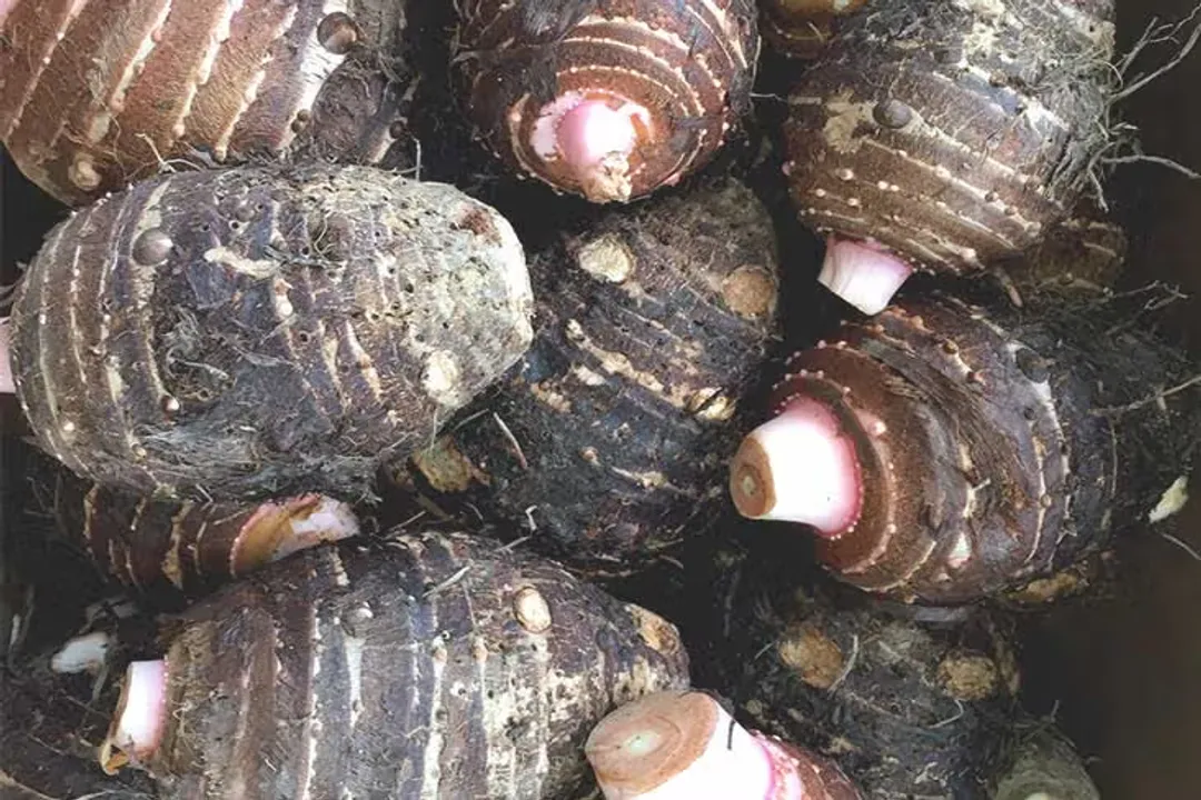 Health Benefits of Malanga, Starch Structure