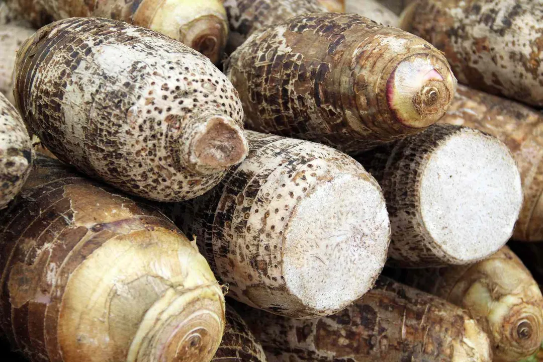 Health Benefits of Malanga