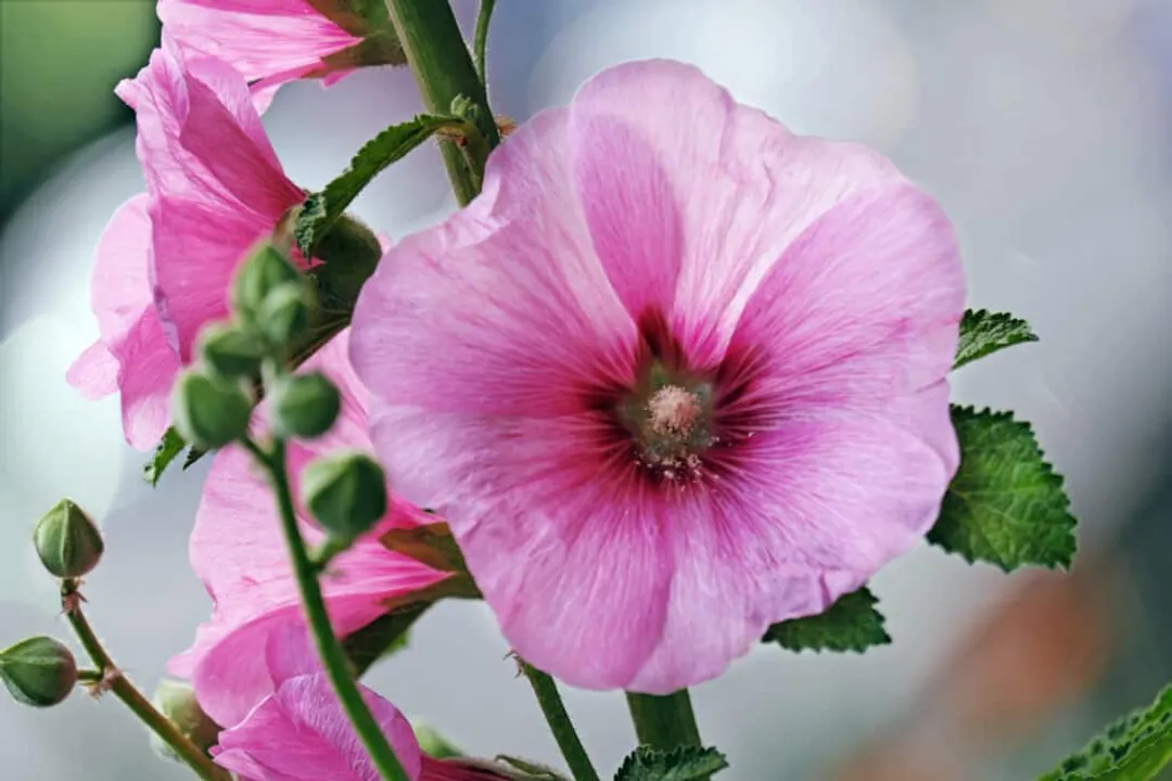 Health Benefits of Mallow, Respiratory Relief
