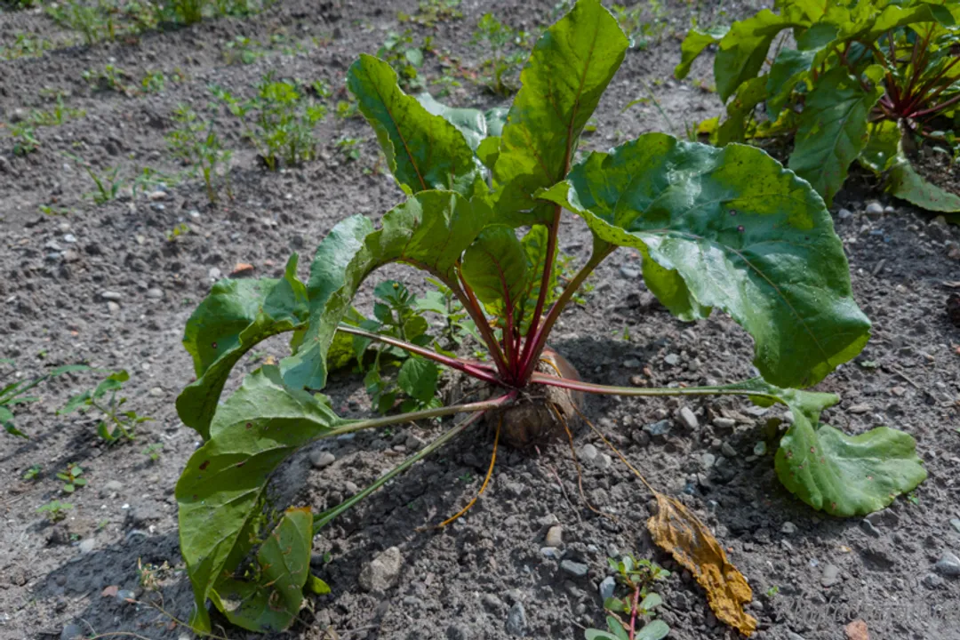 Health Benefits of Mangelwurzel