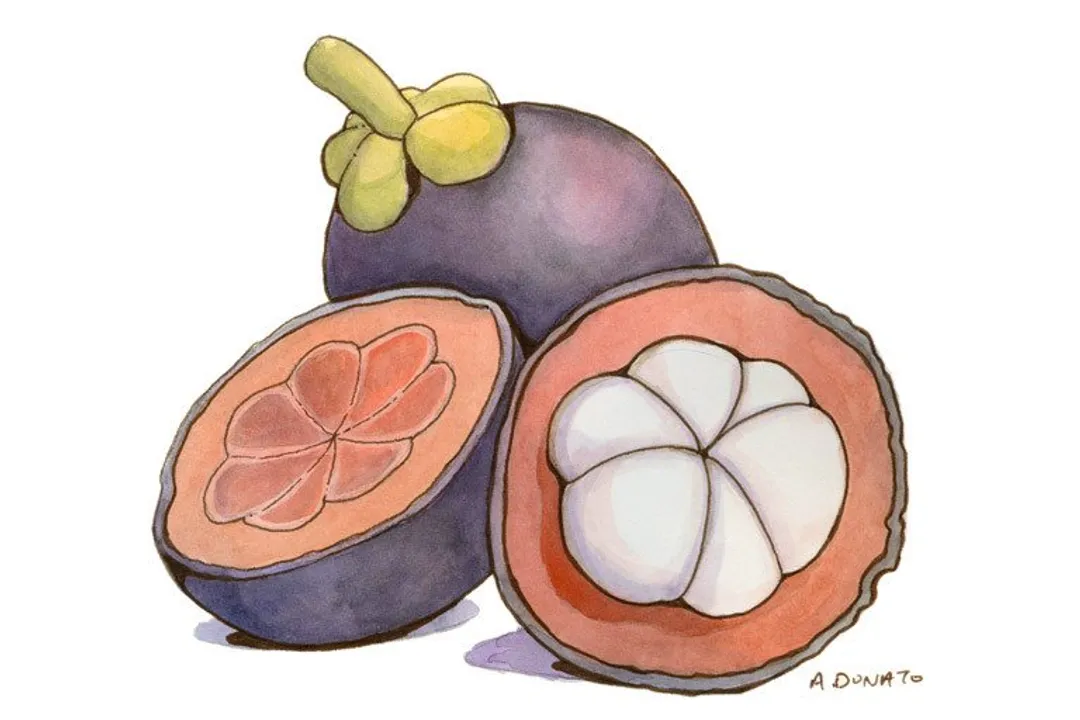 What specific class of potent compounds gives mangosteen its extraordinary antioxidant capacity?