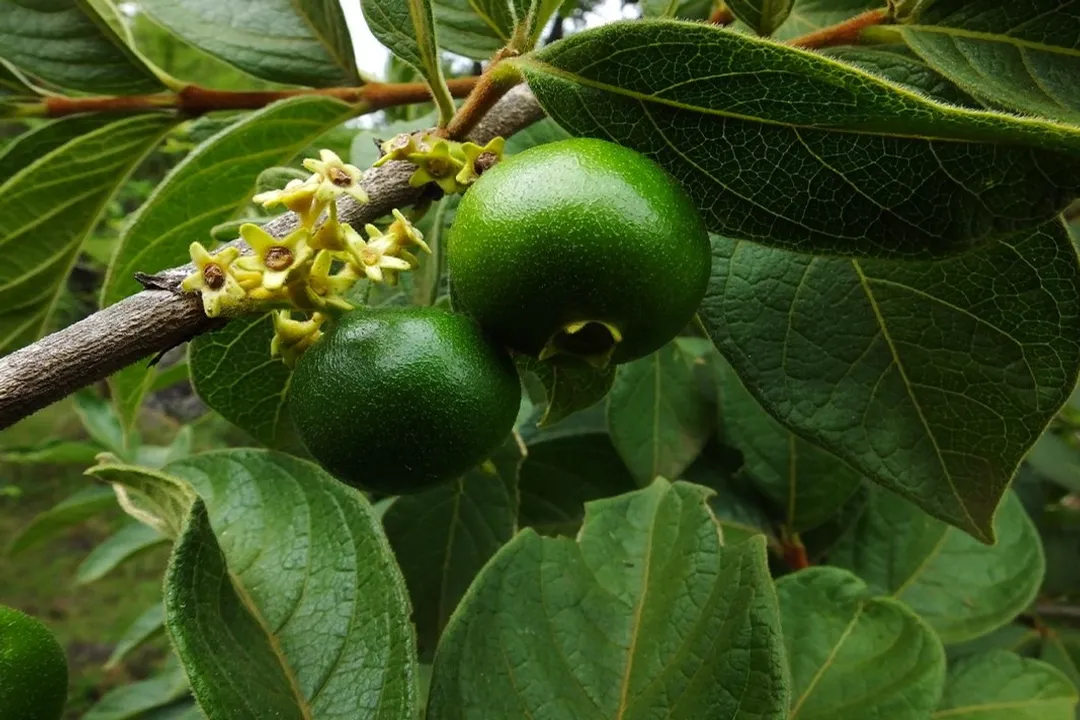 Health Benefits of Medlar