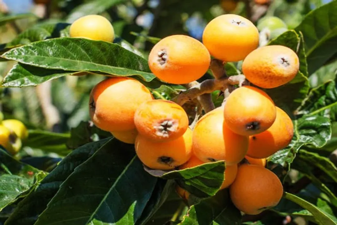 Health Benefits of Medlar, Bletting Process