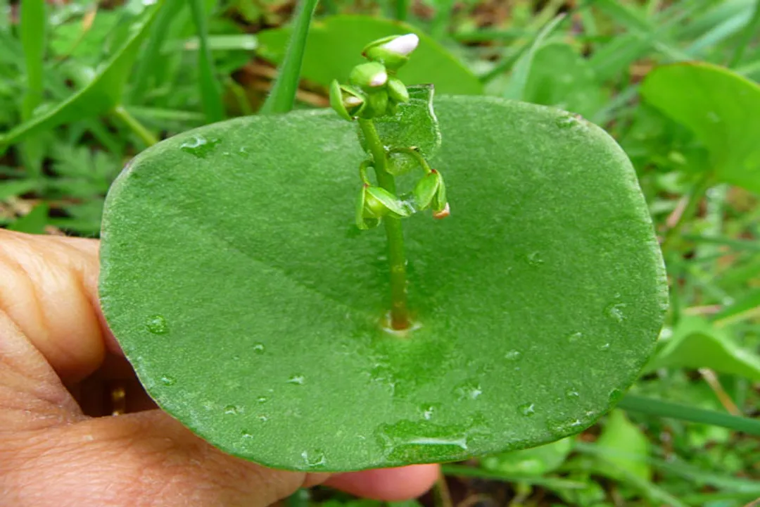 Health Benefits of Miner’s Lettuce, Digestive Health