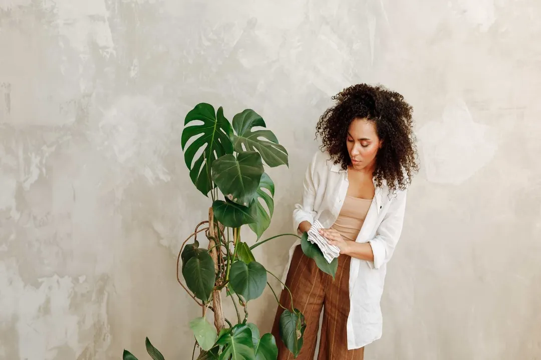 Health Benefits of Monstera deliciosa, Air Quality