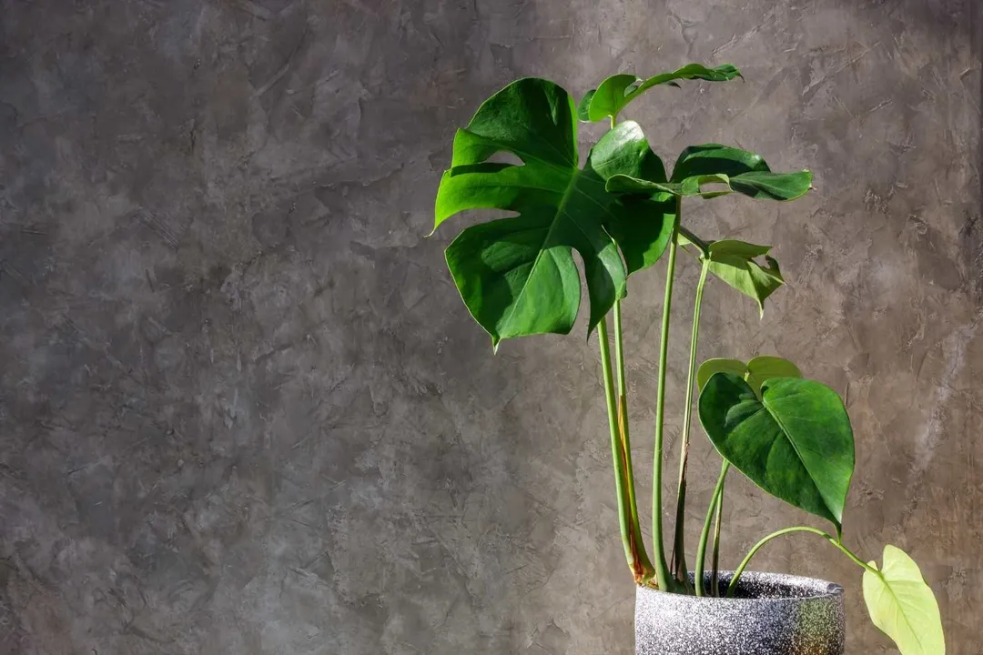 Health Benefits of Monstera deliciosa, Mood Boost