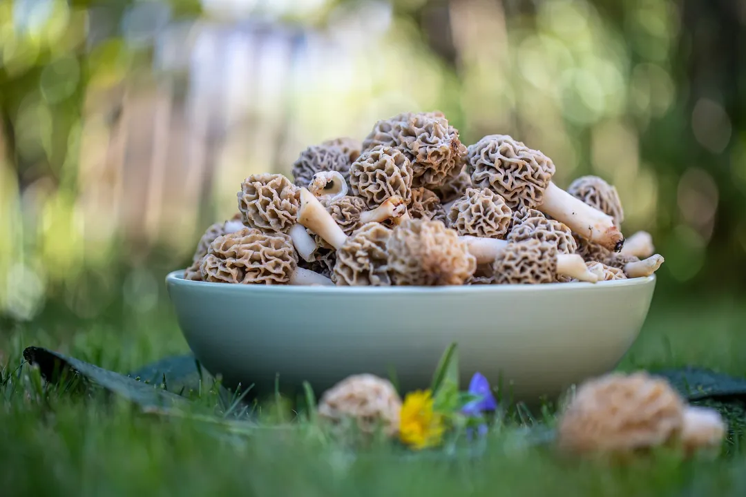 Health Benefits of Morels