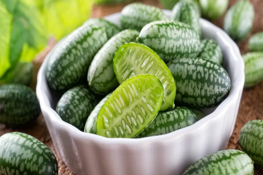 What is the scientific name for the mouse melon?