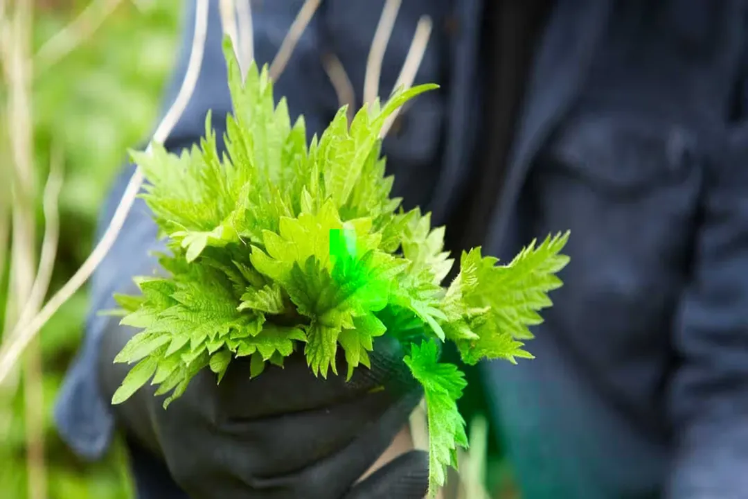 Health Benefits of Nettle, Nutritional Profile