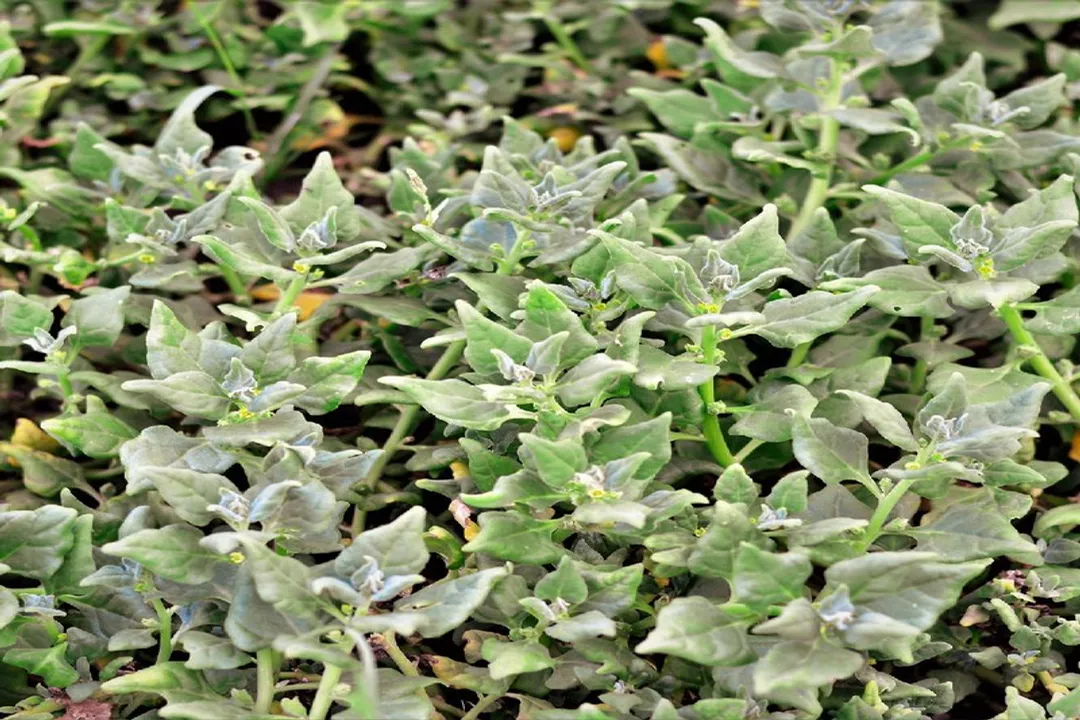 Health Benefits of New Zealand Spinach