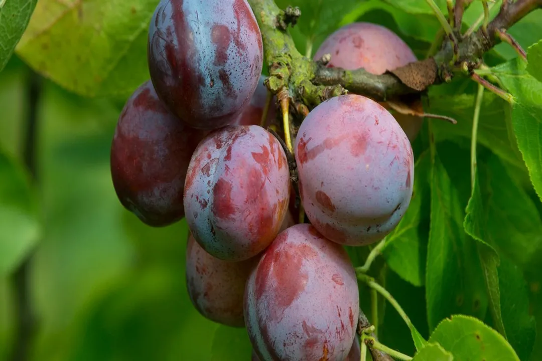 Health Benefits of Plum, Digestive Aid