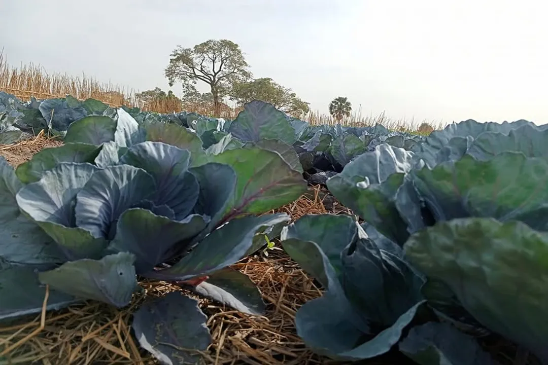 Health Benefits of Purple Cabbage, Antioxidant Power