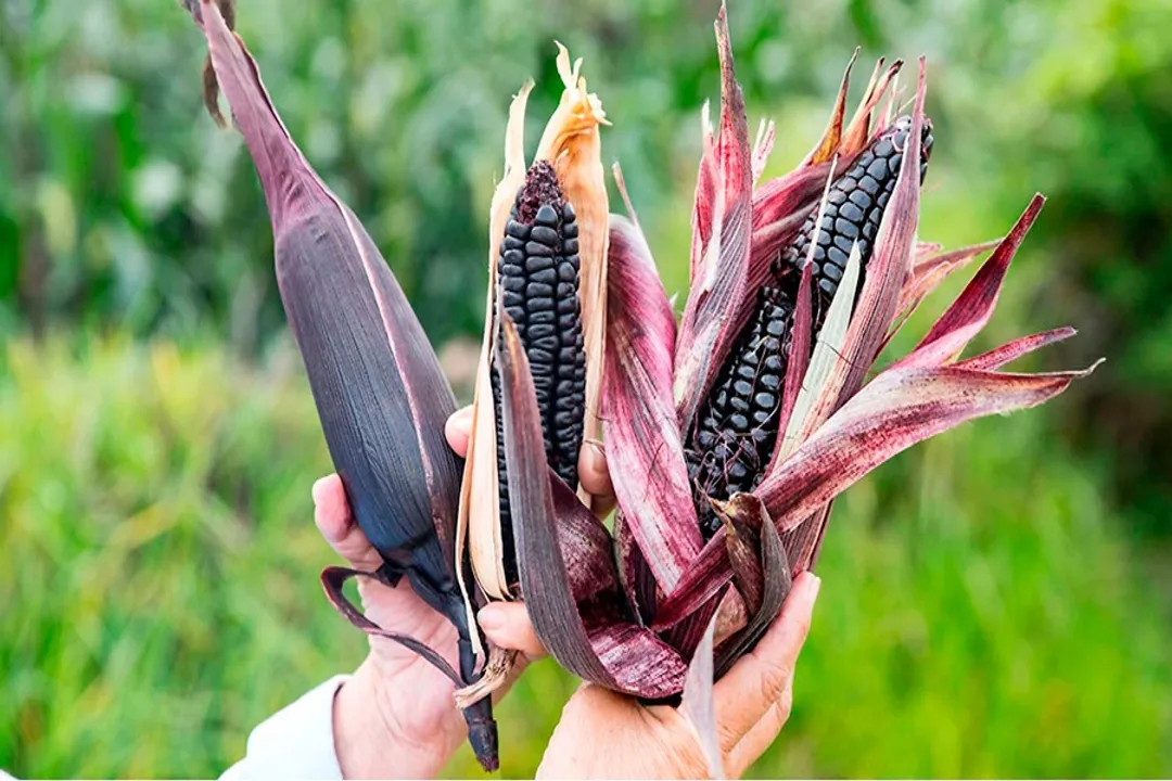 Health Benefits of Purple Corn, Traditional Drinks
