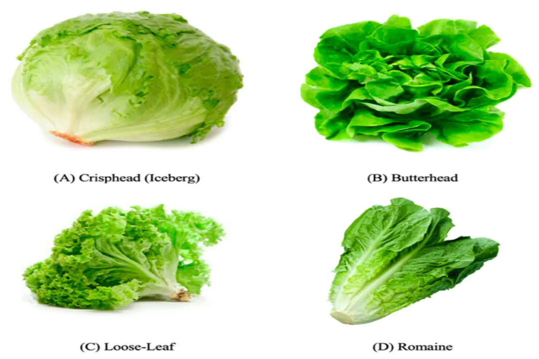 Health Benefits of Purple Lettuce, Pigment Power