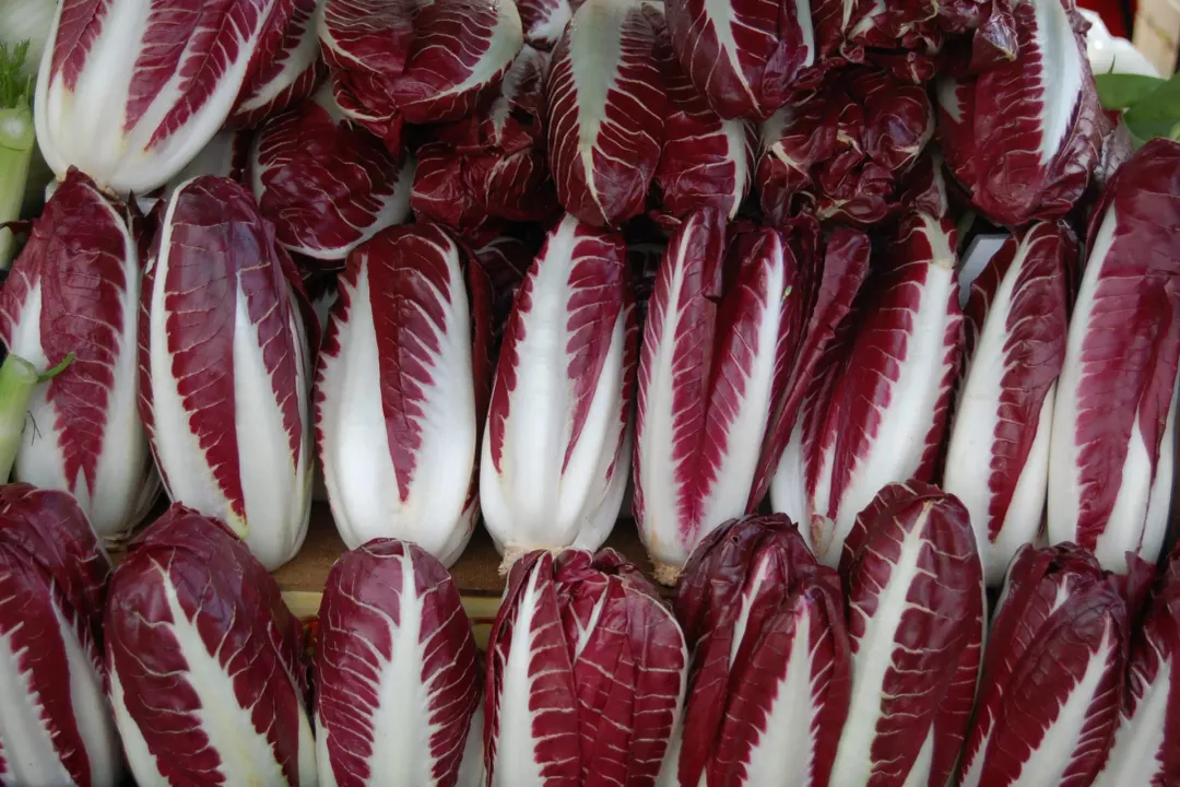 Health Benefits of Radicchio