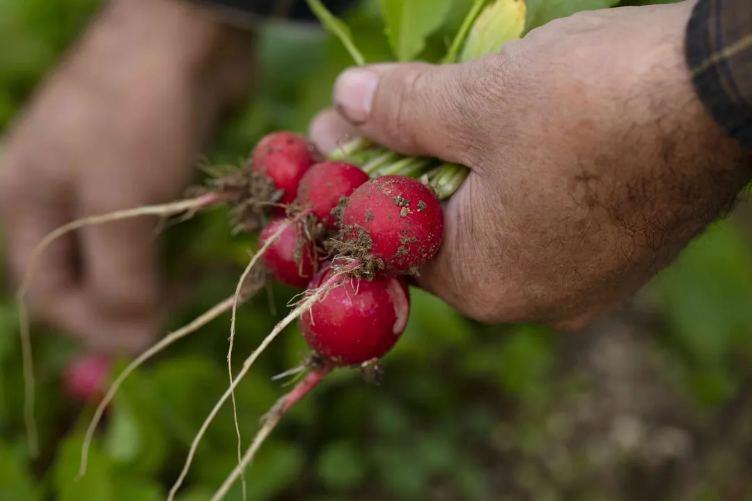 Health Benefits of Radish, Cancer Defense