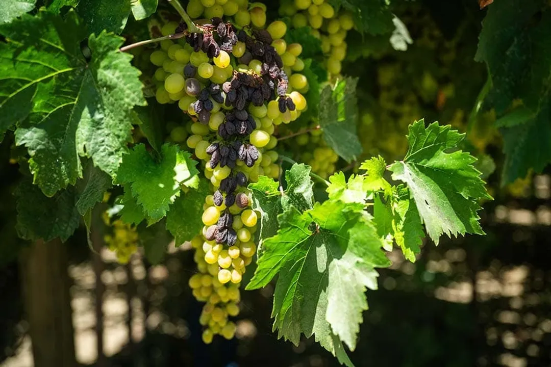 Health Benefits of Raisin, Bowel Regularity