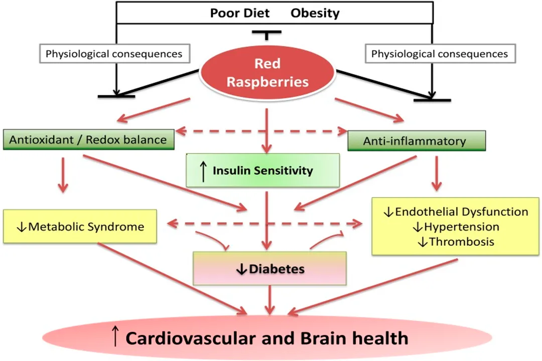 Health Benefits of Raspberry, Cell Protection