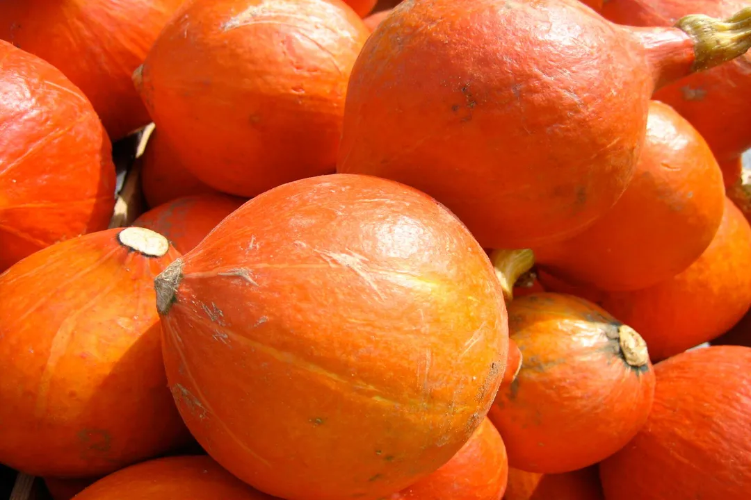 Health Benefits of Red Kuri Squash, Preparation and Culinary Versatility