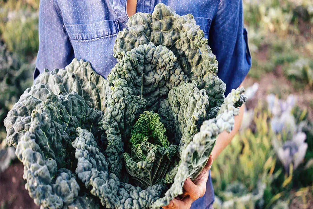 Health Benefits of Red Russian Kale, Disease Defense