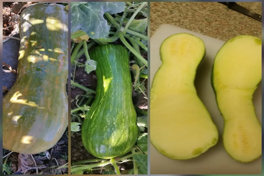 Health Benefits of Red Warty Thing Squash, Gourd Identity