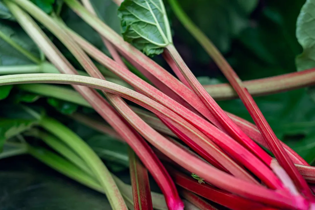 Health Benefits of Rhubarb