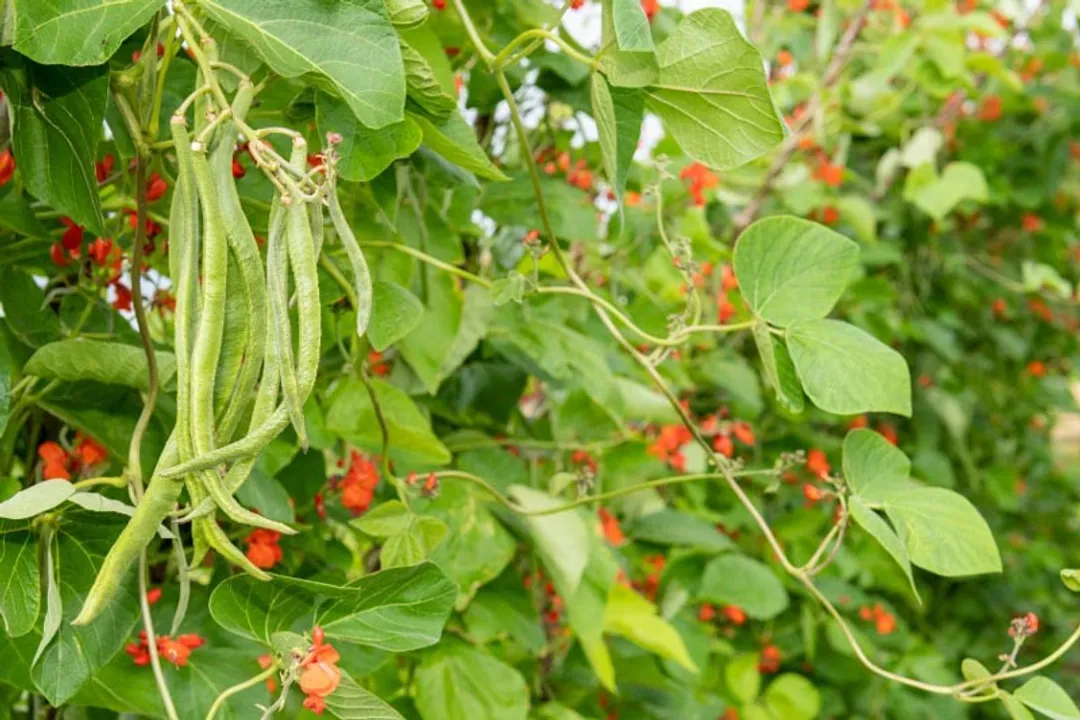 Health Benefits of Runner Bean