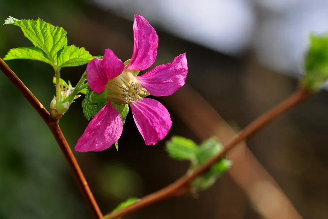 Health Benefits of Salmonberry